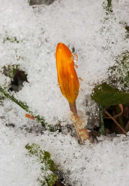 Kar yağışı sonrası crocuses kardelen