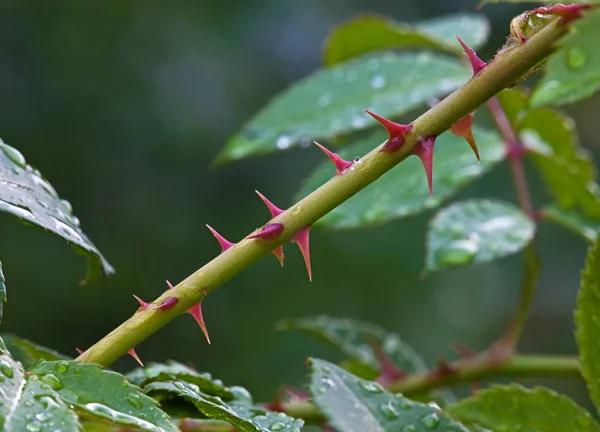 Espinhos de rosas — Fotografia de Stock