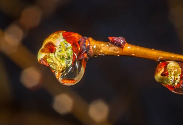 Gotas de agua en las hojas — Foto de Stock