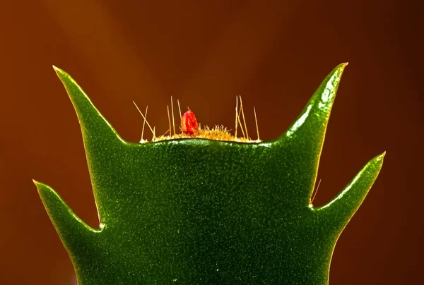 Cactus Schlumbergera truncata —  Fotos de Stock