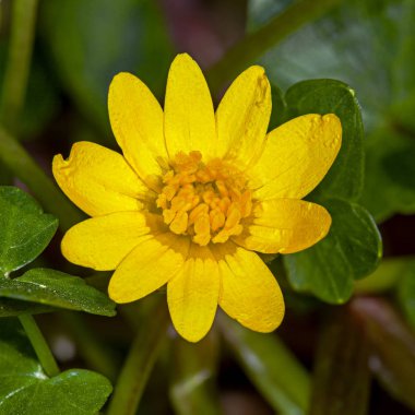 Bir küçük Marsh marigold sarı çiçek