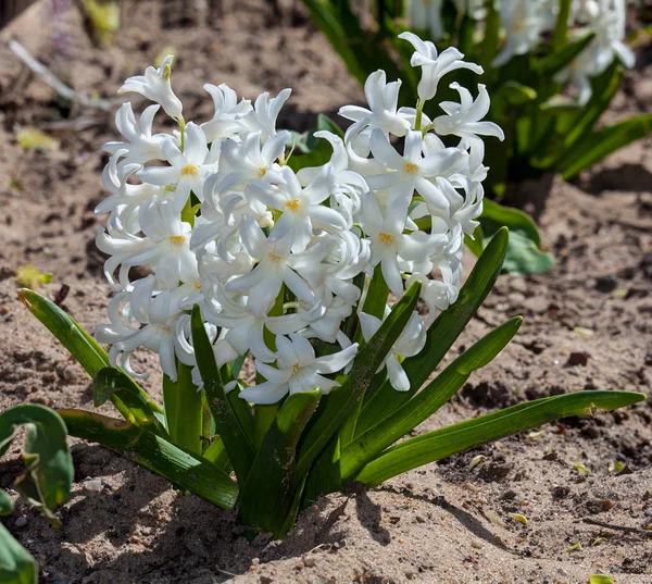Hyacint witte bloem — Stockfoto
