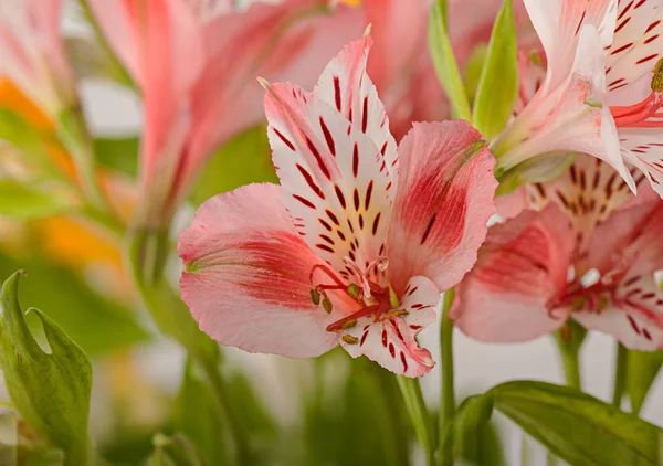 Biały kwiat Alstroemeria Care — Zdjęcie stockowe