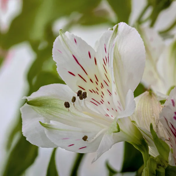 Biały kwiat Alstroemeria Care — Zdjęcie stockowe