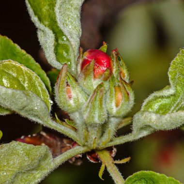Apple bud elma ağacı Malus