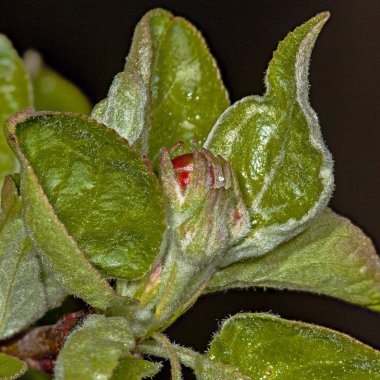 Apple bud elma ağacı Malus