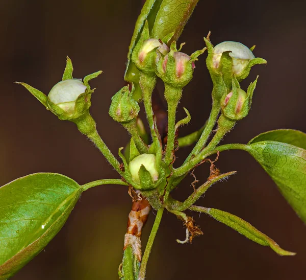 Vit blomma päron — Stockfoto