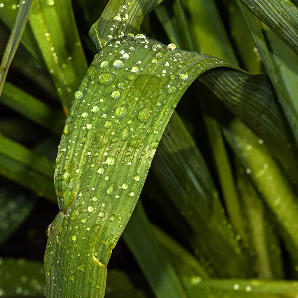 Water drops on leaves — Stock Photo, Image