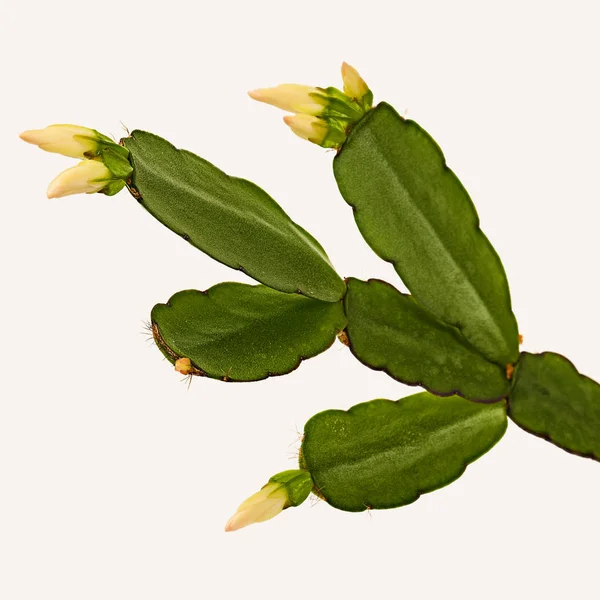 Decembrist 꽃입니다. 선인장 Schlumbergera truncata — 스톡 사진