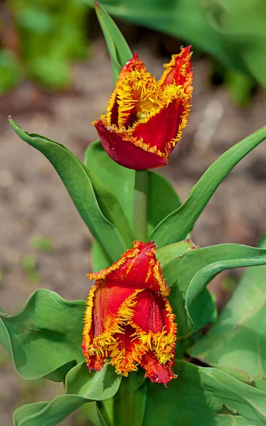 Kwiat tulip terry wiosną — Zdjęcie stockowe