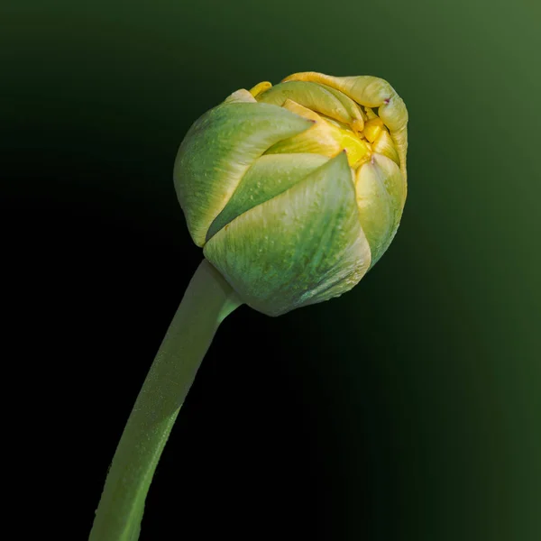 Gele bloem trollius — Stockfoto