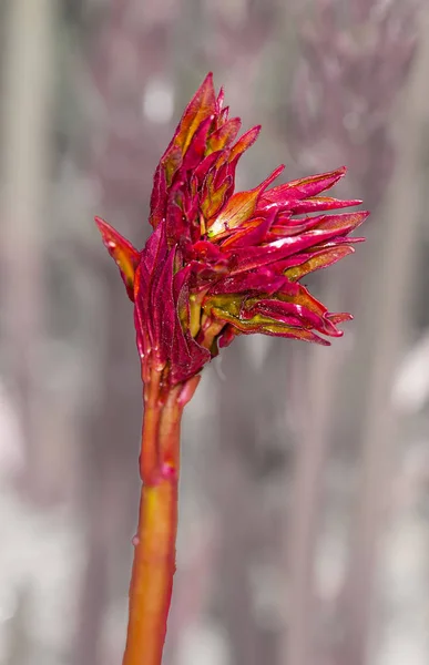 Rode leflets van peony bloem — Stockfoto