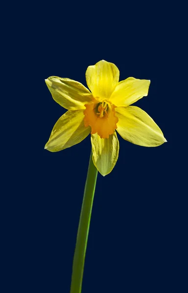 Kwiat żółty Narcyz — Zdjęcie stockowe
