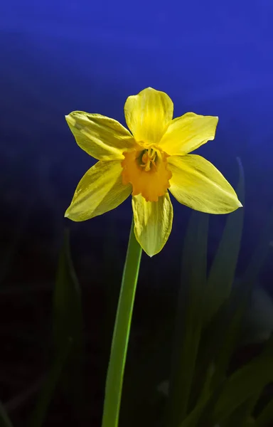 Narcisse jaune Fleur — Photo