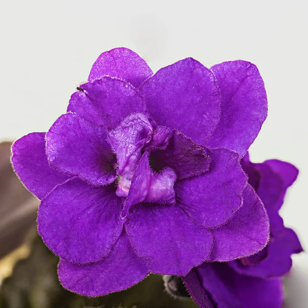 Fialový květ fialový — Stock fotografie