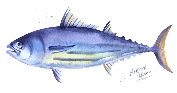 Смугастий тунець, акварельна ілюстрація тунця Скіпетра — стокове фото