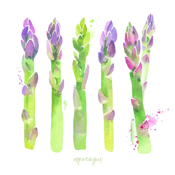 Set acquerello asparagi — Foto Stock