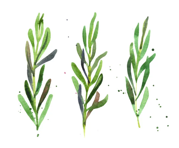 Conjunto de especiarias de ervas alecrim — Fotografia de Stock