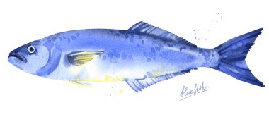 Bluefish watercolor illustration clipart