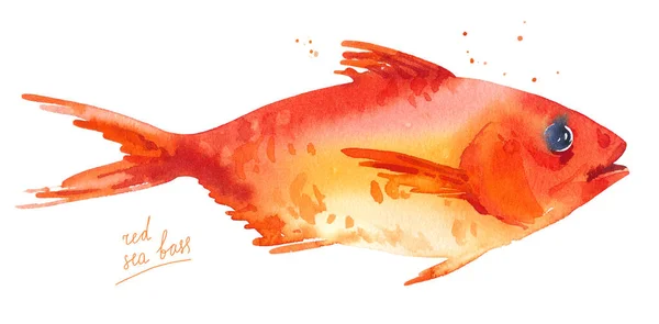 Red sea bass, sea grouper, sebastes watercolor fish — 스톡 사진