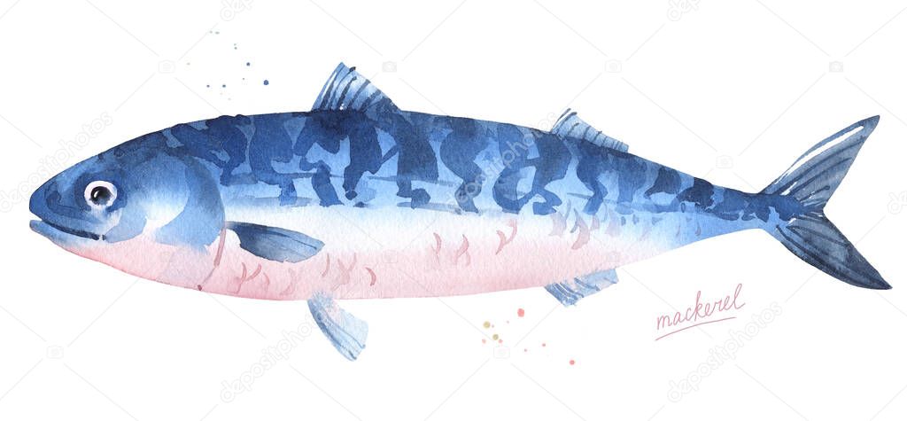 Atlantic mackerel watercolor fish