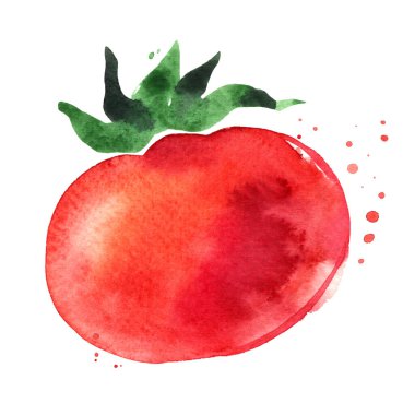 Beyaz arka planda suluboya kırmızı domates eskizi. El çizimi tek sebze çizimi