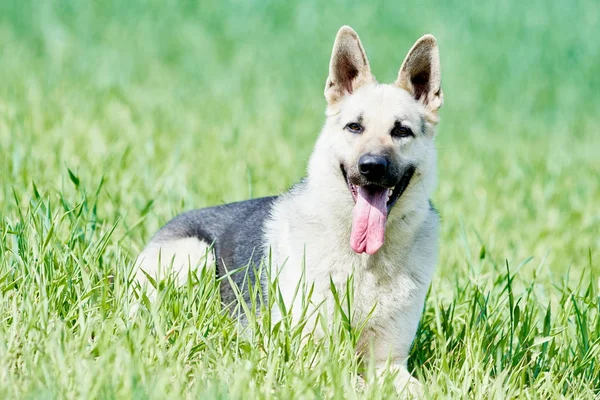 East european purebred shepherd dog in field — Stock Photo, Image