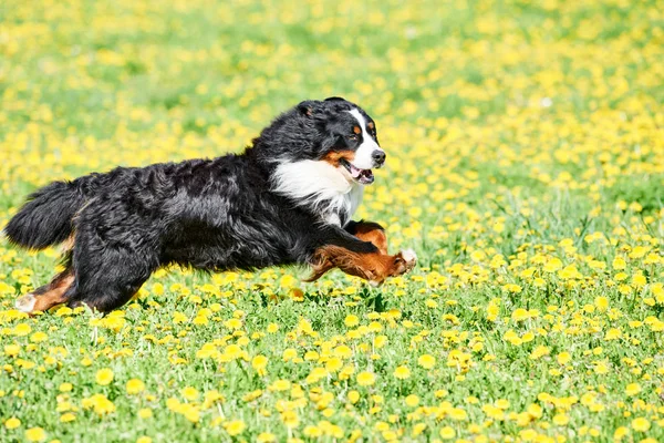 Bernese Sennenhund cão pastor de raça pura no campo — Fotografia de Stock