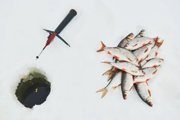 Wędkarstwo zimowe. Płocie ryby złapać na śniegu — Zdjęcie stockowe