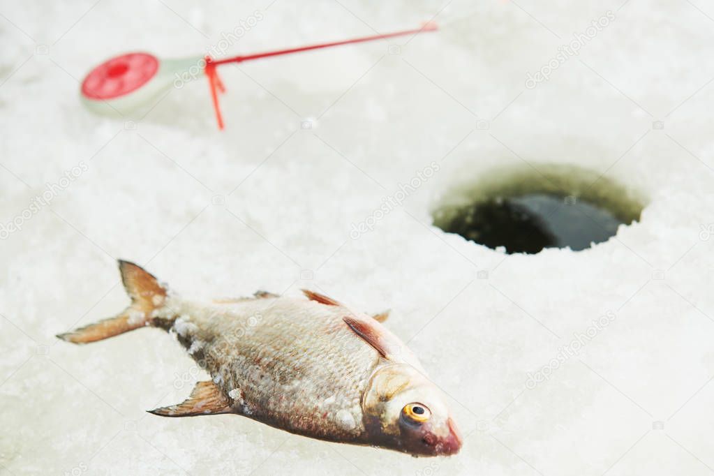 winter fishing catch on ice