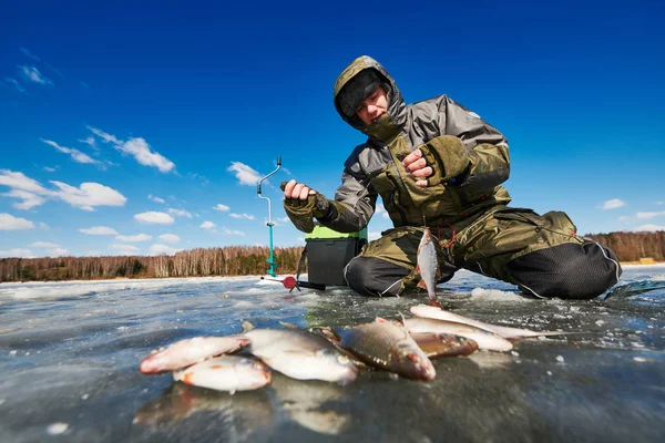 Pêche hivernale sur glace. Captures de poissons-gardons dans les mains de pêcheur ou pêcheur — Photo