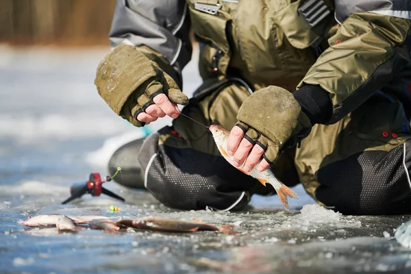 Winter fishing on ice. Roach fish catch in fisherman or angler hands — Stock Photo, Image