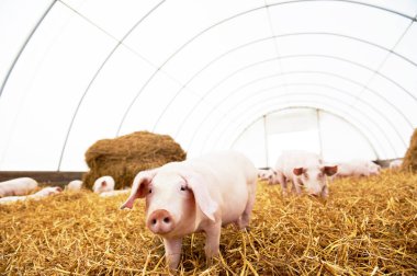 Genç piglet domuz çiftliğinde saman üzerinde