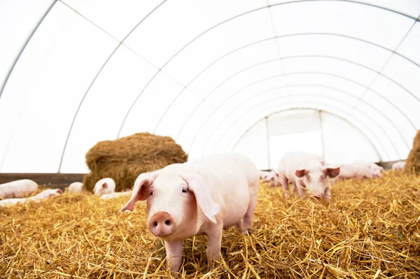 Молодой поросенок на сеновале на свиноферме — стоковое фото
