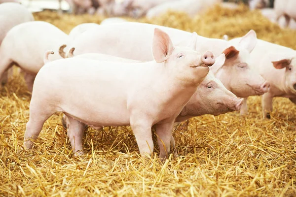 Dois leitões jovens na quinta de criação de suínos — Fotografia de Stock