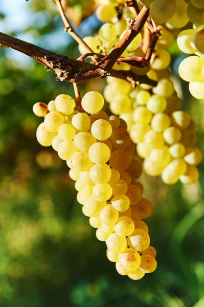 Groene druiven op wijngaard. oogst voor wijnproductie — Stockfoto