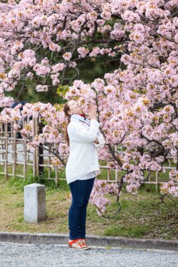 Sakura kiraz ağacı çiçeği ve Japon bahçesindeki pembe çiçekleri koklayan beyaz kadın.