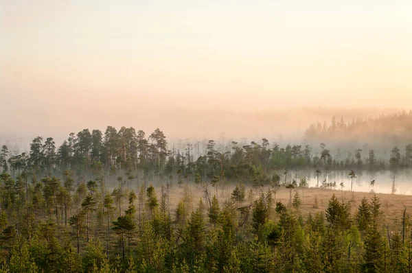 Sonnenaufgang Immergrünen Wald Mit Moor Dunst Über Wasser Und Land — Stockfoto