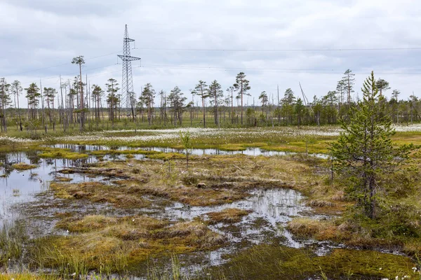 High Voltage Power Line Passing Tundra Swampland North Russia — Stock Photo, Image