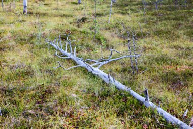 Çam ağacının kuru buharı, bataklık ıslak toprağında yatıyor. Karelia 'daki Bataklıklar