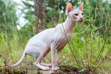 Yeşil çimlerin üzerinde duran Sphynx kedisi, dışarıda yürüyor.