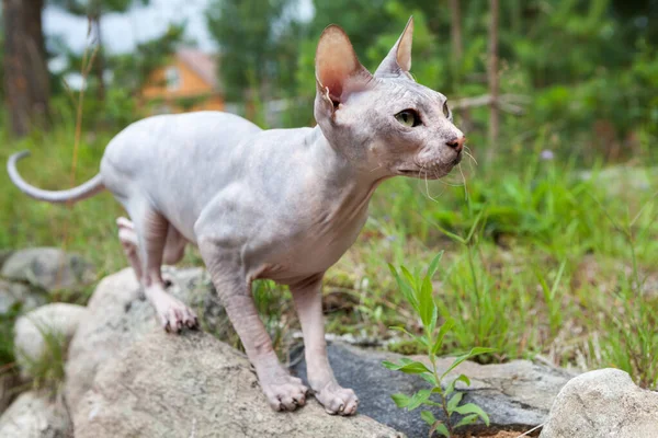 Don Sphynx Cat Braces Jump Somebody Grass Standing Stones — Stock Photo, Image