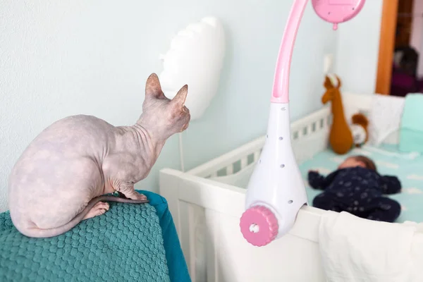 Bald sphynx cat mount guard over newborn baby sleeping in white bed, domestic bedroom