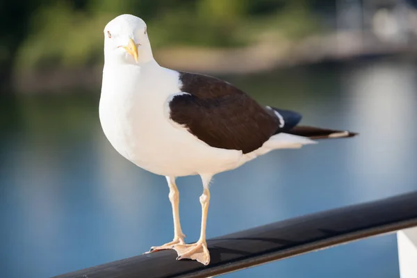 Black Backed Seagull Standing Rail Close View — Stock Photo, Image