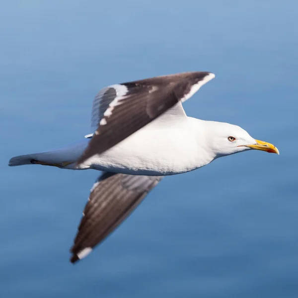 Flying Black Backed Seagull Square Image Close View — Stock Photo, Image
