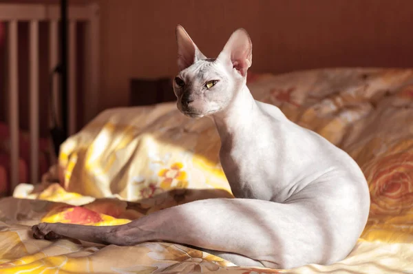 Don Sphynx Gato Sentado Cama Dormitorio Bajo Luz Del Sol —  Fotos de Stock