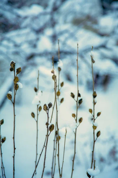 Закрыть сухие растения зимой — стоковое фото
