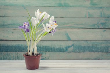 Saksıyı Çiğdem ile