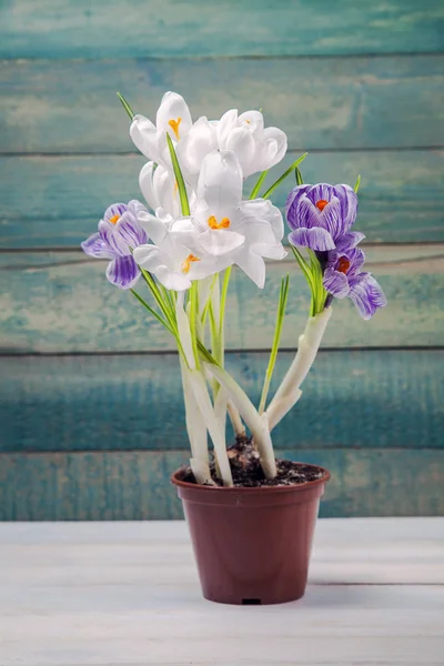 Blumentopf mit Krokus — Stockfoto