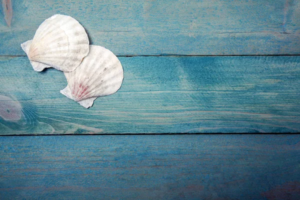 Zwei Muscheln auf Holzgrund — Stockfoto